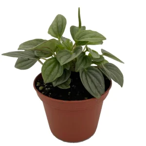 Napoli Nights Peperomia Live Plant – 2.5 inch Pot – Indoor Foliage Plant - Image 2