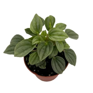 Napoli Nights Peperomia Live Plant – 2.5 inch Pot – Indoor Foliage Plant - Image 1
