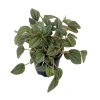 Napoli Nights Peperomia Live Plant – 4 inch Pot – Indoor Houseplant - Image 1
