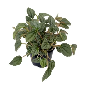 Napoli Nights Peperomia Live Plant – 4 inch Pot – Indoor Houseplant - Image 1