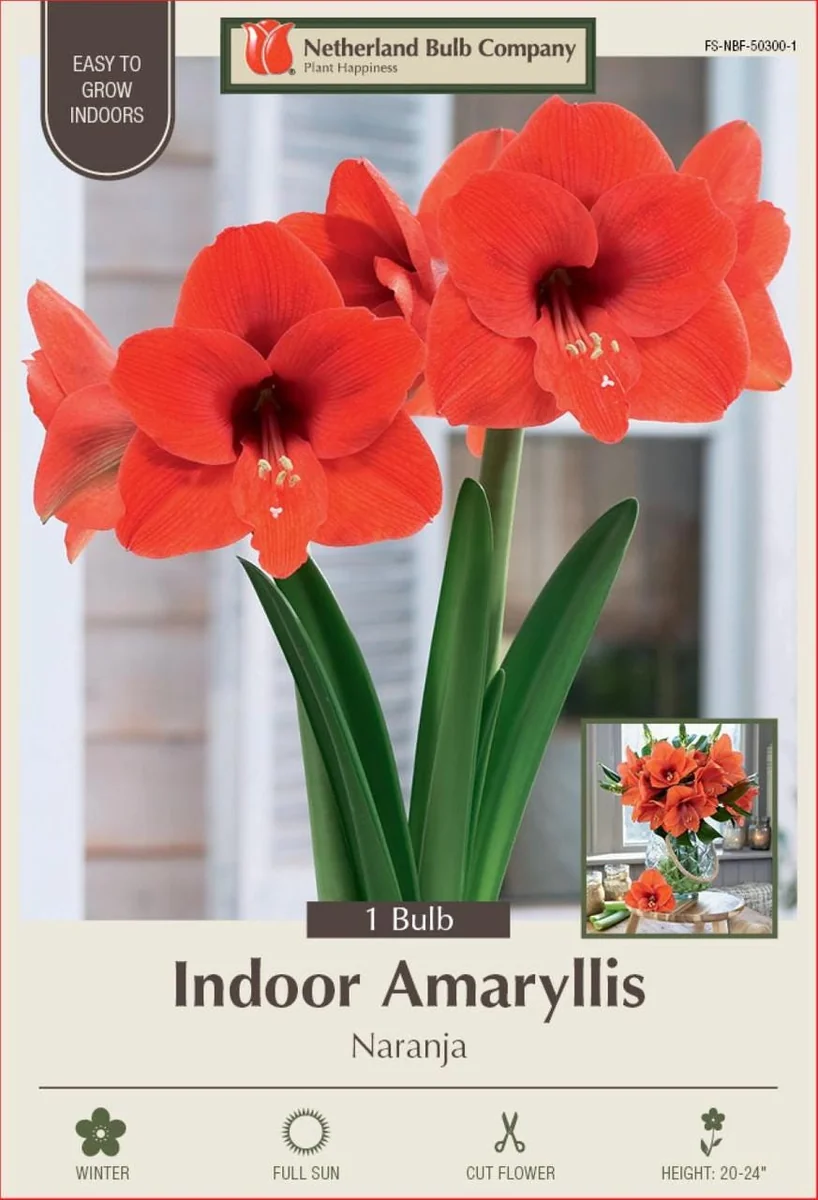 Naranja Amaryllis Bulb - Large Flowering - 34/+ cm - One Bulb - Image 1