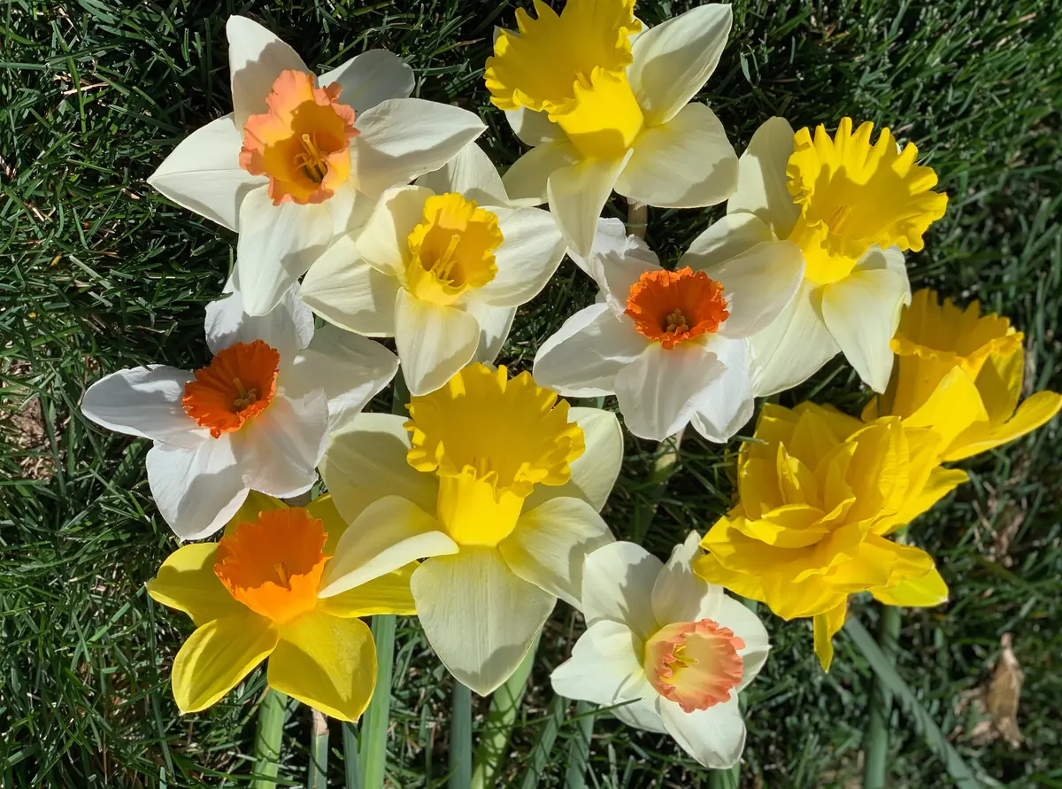 Narcissus Bulb Mix - Variety of Colors & Shapes - Mid Spring Blooms - Zone 2-10 - Image 3