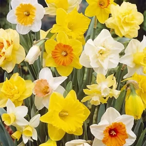 Narcissus Bulb Mix - Variety of Colors & Shapes - Mid Spring Blooms - Zone 2-10 - Image 1