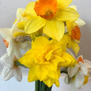 Narcissus Bulb Mix - Variety of Colors & Shapes - Mid Spring Blooms - Zone 2-10 - Image 4