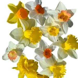 Narcissus Bulb Mix - Variety of Colors & Shapes - Mid Spring Blooms - Zone 2-10 - Image 5
