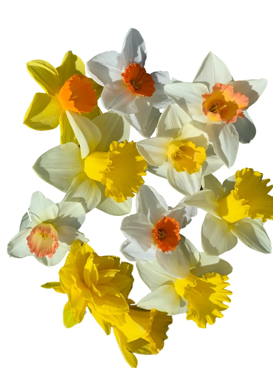 Narcissus Bulb Mix - Variety of Colors & Shapes - Mid Spring Blooms - Zone 2-10 - Image 5