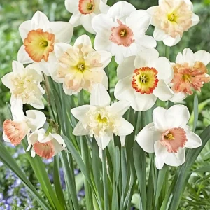 Narcissus Bulbs Pink Mixture - Mid Spring Blooms, 12-16 inch Tall, Zone 2-10 - Image 2