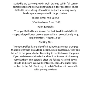 Narcissus Bulbs Pink Mixture - Mid Spring Blooms, 12-16 inch Tall, Zone 2-10 - Image 3