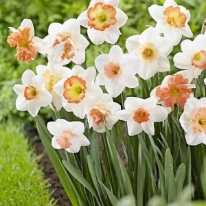 Narcissus Bulbs Pink Mixture - Mid Spring Blooms, 12-16 inch Tall, Zone 2-10 - Image 1