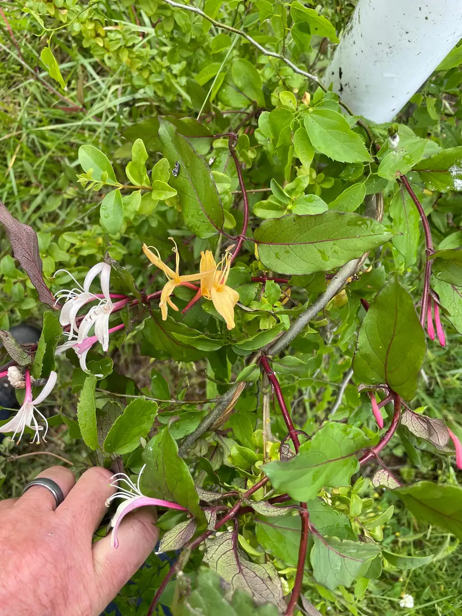 Native Honeysuckle Vine Plant – Live Plant – Rooted – 3.5 inch Pot – Outdoor - Image 3
