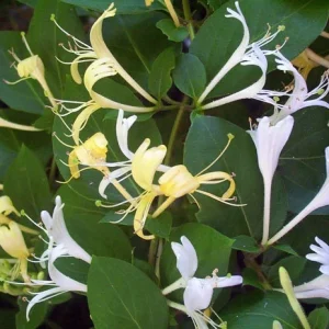 Native Honeysuckle Vine Plant – Live Plant – Rooted – 3.5 inch Pot – Outdoor - Image 1
