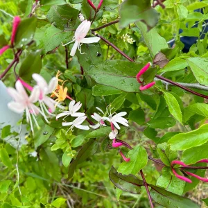 Native Honeysuckle Vine Plant – Live Plant – Rooted – 3.5 inch Pot – Outdoor - Image 4