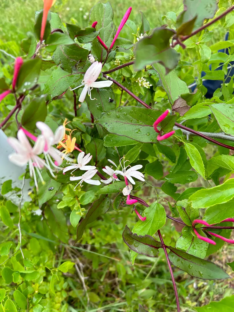 Native Honeysuckle Vine Plant – Live Plant – Rooted – 3.5 inch Pot – Outdoor - Image 4