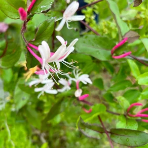 Native Honeysuckle Vine Plant – Live Plant – Rooted – 3.5 inch Pot – Outdoor - Image 5