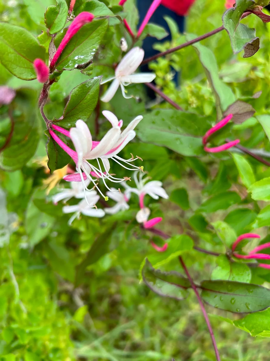 Native Honeysuckle Vine Plant – Live Plant – Rooted – 3.5 inch Pot – Outdoor - Image 5