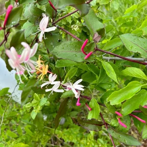 Native Honeysuckle Vine Plant – Live Plant – Rooted – 3.5 inch Pot – Outdoor - Image 6
