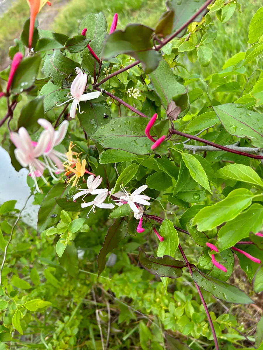 Native Honeysuckle Vine Plant – Live Plant – Rooted – 3.5 inch Pot – Outdoor - Image 6