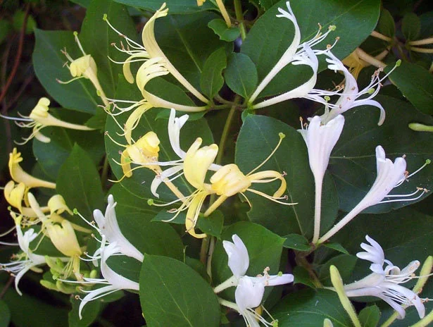 Native Honeysuckle Vine Plant – Live Plant – Rooted – 3.5 inch Pot – Outdoor - Image 1