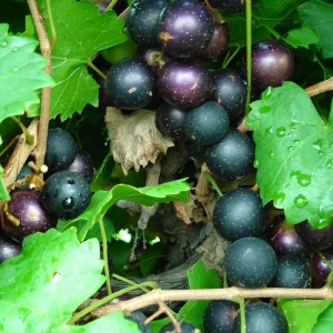 Native Muscadine Grape Vine Live Plant – Climbing Fruit, 4'' Pot - Image 2