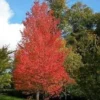 Native Red Maple Tree Live Plant – 1 Quart Pot – Stunning Fall Color – Outdoor - Image 1