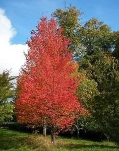 Native Red Maple Tree Live Plant – 1 Quart Pot – Stunning Fall Color – Outdoor - Image 1