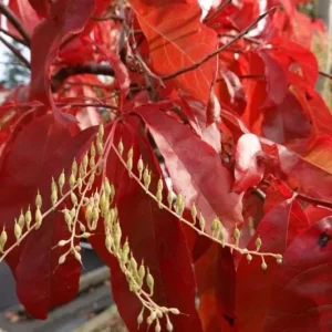 Native Sourwood Tree Live Plant – Oxydendrum arboreum – Quart Pot – Fragrant Summer Blooms & Brilliant Fall Color – Outdoor - Image 2