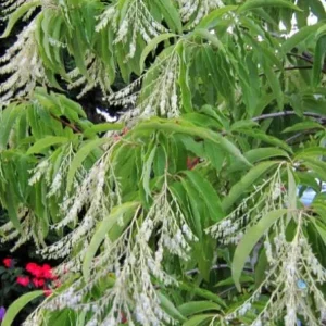Native Sourwood Tree Live Plant – Oxydendrum arboreum – Quart Pot – Fragrant Summer Blooms & Brilliant Fall Color – Outdoor - Image 5