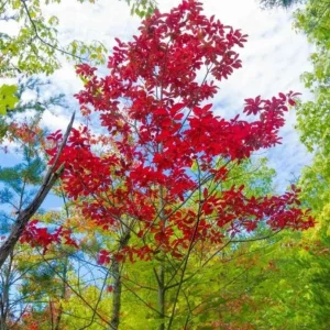 Native Sourwood Tree Live Plant – Oxydendrum arboreum – Quart Pot – Fragrant Summer Blooms & Brilliant Fall Color – Outdoor - Image 1