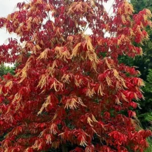Native Sourwood Tree Live Plant – Oxydendrum arboreum – Quart Pot – Fragrant Summer Blooms & Brilliant Fall Color – Outdoor - Image 8
