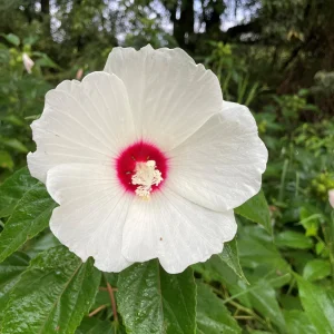 Native Tennessee Swamp Mallow Hibiscus Seeds - Perennial Flower Seeds - Image 1