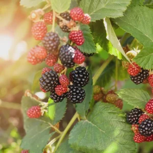 Navaho Blackberry Starter Plug Live Plant - Thornless Rubus 'Navaho' - Image 2