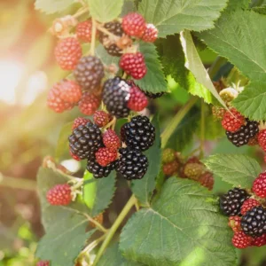 Navaho Blackberry Starter Plug Live Plant - Thornless Rubus 'Navaho' - Image 6