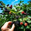 Navaho Thornless Blackberry Live Plants - 2 Pack, 4-6" Tall, Rubus fruticosus, Outdoor - Image 1