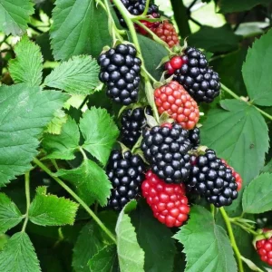 Navaho Thornless Blackberry Live Plants - 2 Pack, 4-6