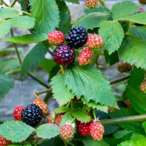 Navaho Thornless Blackberry Live Plants - 2 Pack, 4-6