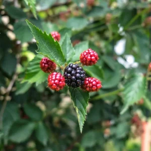 Navaho Thornless Blackberry Live Plants - 2 Pack, 4-6