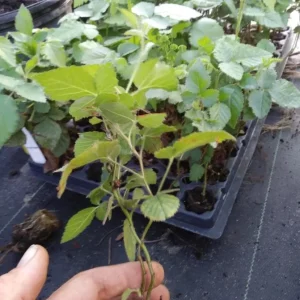 Navaho Thornless Blackberry Live Plants - 2 Pack, 4-6