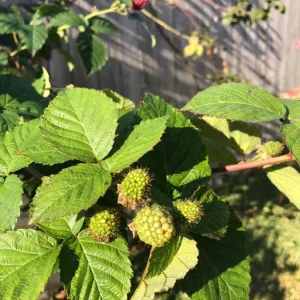 Navaho Thornless Blackberry Live Plants - 2 Pack, 4-6