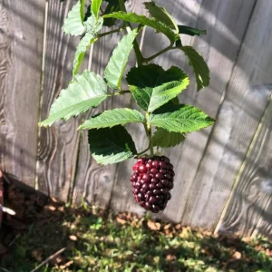 Navaho Thornless Blackberry Live Plants - 2 Pack, 4-6