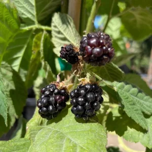 Navaho Thornless Blackberry Live Plants - 2 Pack, 4-6