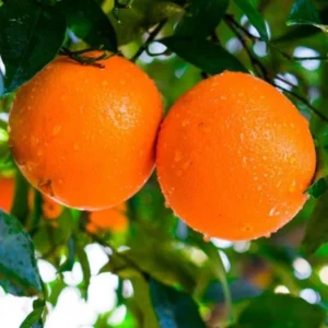 Navel Orange Tree Live Plant - Sweet Citrus Fruit Tree, 3-4 ft Tall, 5 Gallon Pot, Outdoor - Image 3
