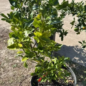 Navel Orange Tree Live Plant - Sweet Citrus Fruit Tree, 3-4 ft Tall, 5 Gallon Pot, Outdoor - Image 5