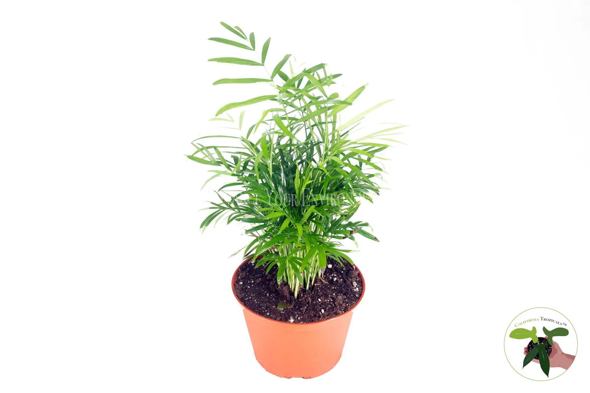 Neanthe Bella Palm Live Plant – 6 inch Potted Houseplant – Indoor Palm - Image 1