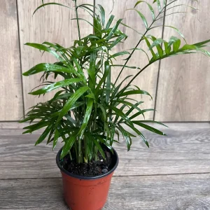 Neanthe Bella Palm Live Plant - Chamaedorea Elegans - 4 inch Pot - Indoor - Image 2