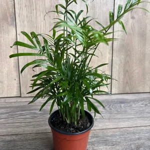 Neanthe Bella Palm Live Plant - Chamaedorea Elegans - 4 inch Pot - Indoor - Image 1