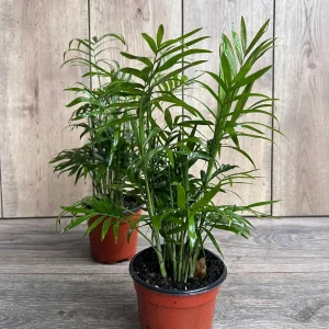 Neanthe Bella Palm Live Plant - Chamaedorea Elegans - 4 inch Pot - Indoor - Image 4
