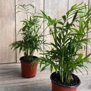 Neanthe Bella Palm Live Plant - Chamaedorea Elegans - 4 inch Pot - Indoor - Image 6