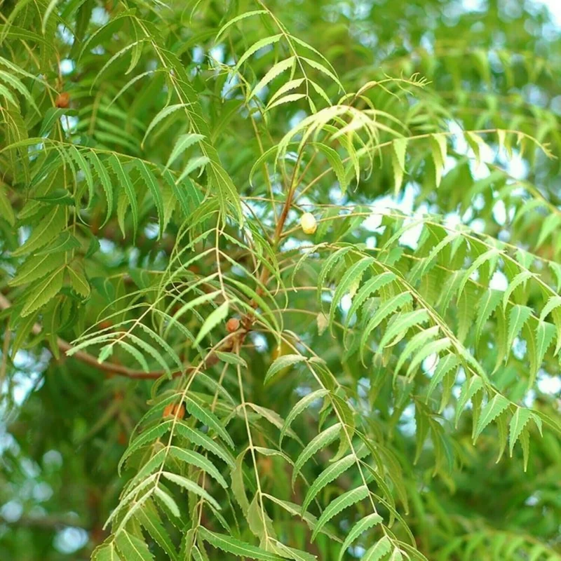 Neem Tree Plant or Seeds - Azadirachta indica - Non-GMO - Indoor/Outdoor - Image 2