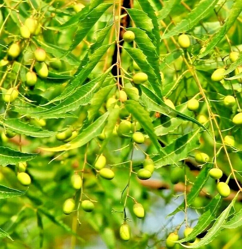 Neem Tree Plant or Seeds - Azadirachta indica - Non-GMO - Indoor/Outdoor - Image 1