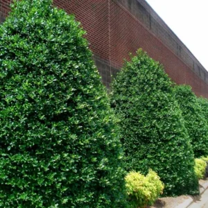 Nellie R. Stevens Evergreen Shrub - Live Plant, Red Berries, 6-12in Tall, 2.5in Pot, Outdoor - Image 4